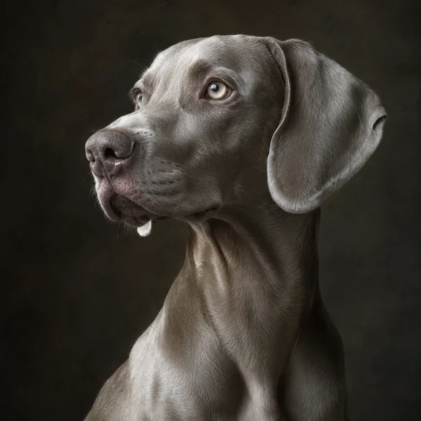 tc-pannello-090-cani-ritratto-weimaraner-1.webp Pannello tessuto Weimaraner 47x47 cm